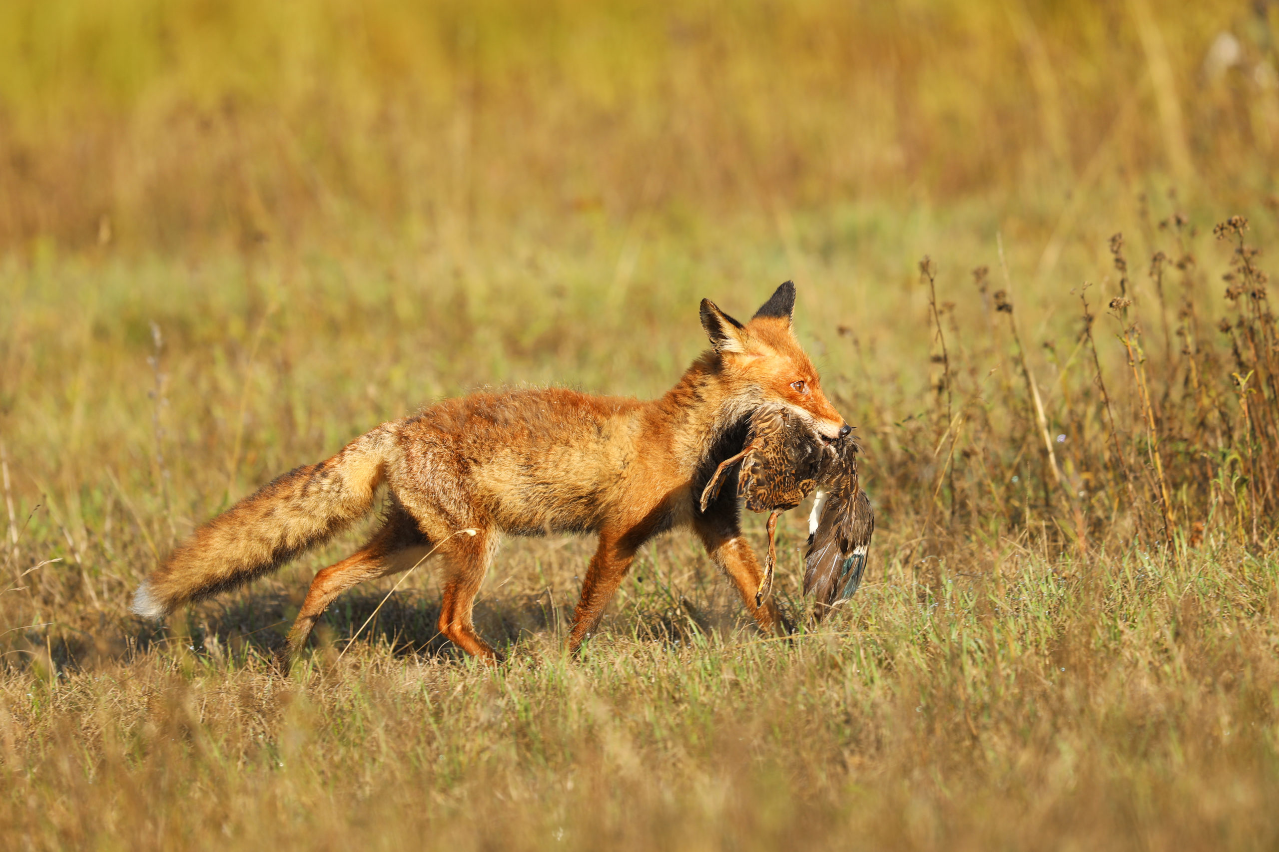 Fox on the summer meadow. Red Fox with prey, Vulpes vulpes, wildlife scene from Europe.