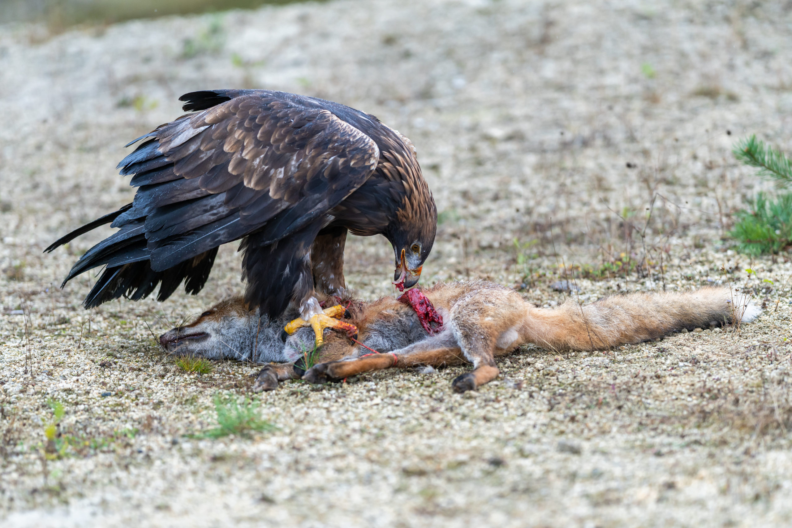 Golden eagle, aquila chrysaetos, standing on a dead fox and feeding with its flash in autumn nature. Wild bird of prey tearing pieces of a kill on a dry grass in autumn nature with blurred background.