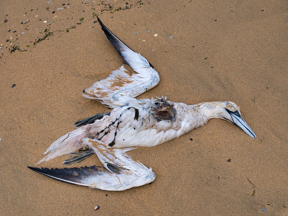 An eviscerated gannet washed up on Bain's Beach in Lerwick, Shetland UK.