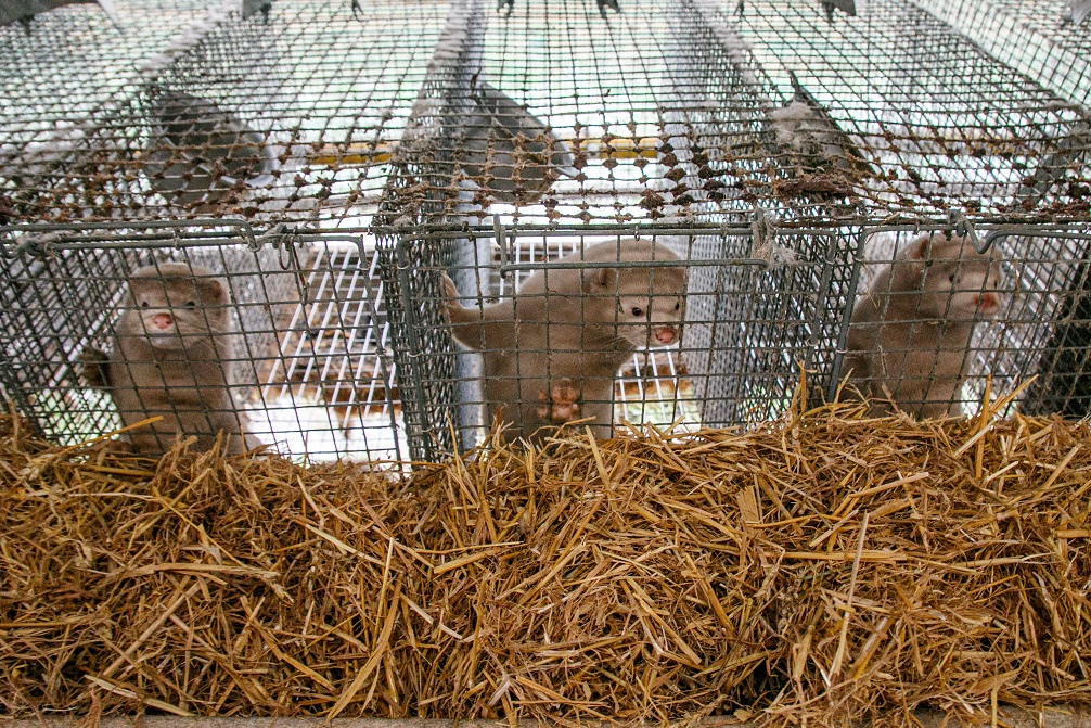 Mink farm. Mink in the cage. Mink's fur